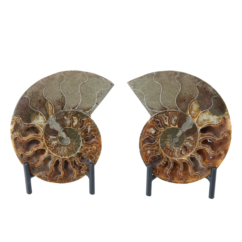 Set Ammoniet gepolijst - 4