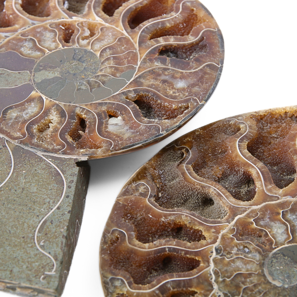 Set Ammoniet gepolijst - 4