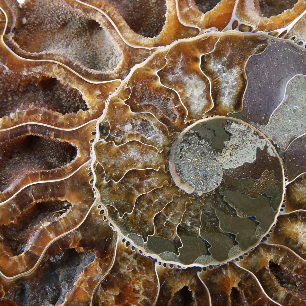 Set Ammoniet gepolijst - 4