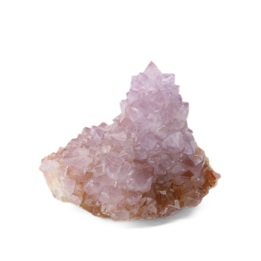 Cactuskwarts ruw - 10