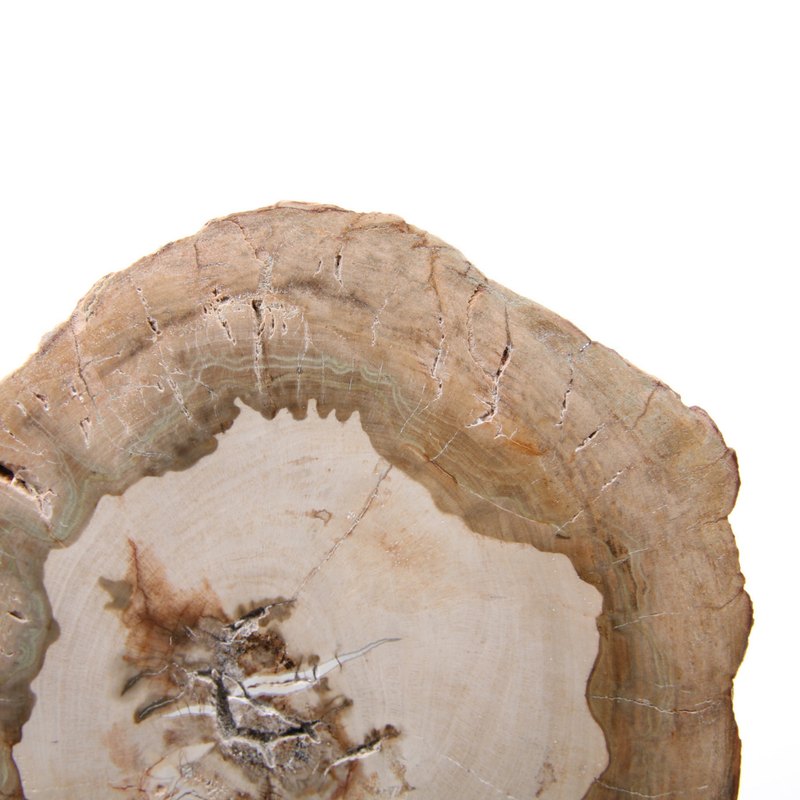 Versteend Hout Schijf - 9