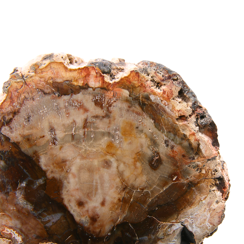 Versteend Hout Schijf - 4