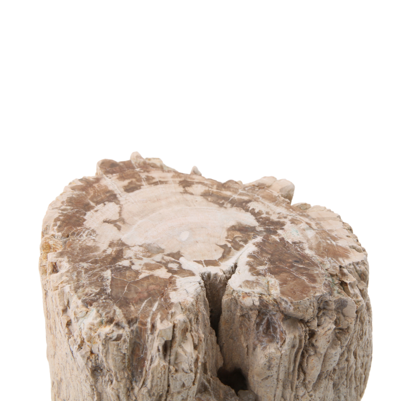 Versteend Hout Stuk - 11