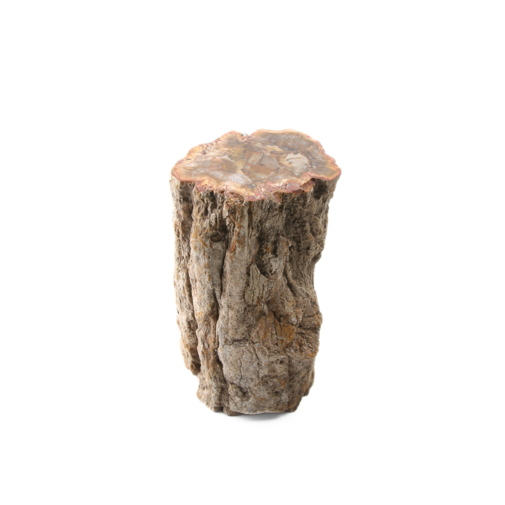 Versteend Hout Stuk - 4