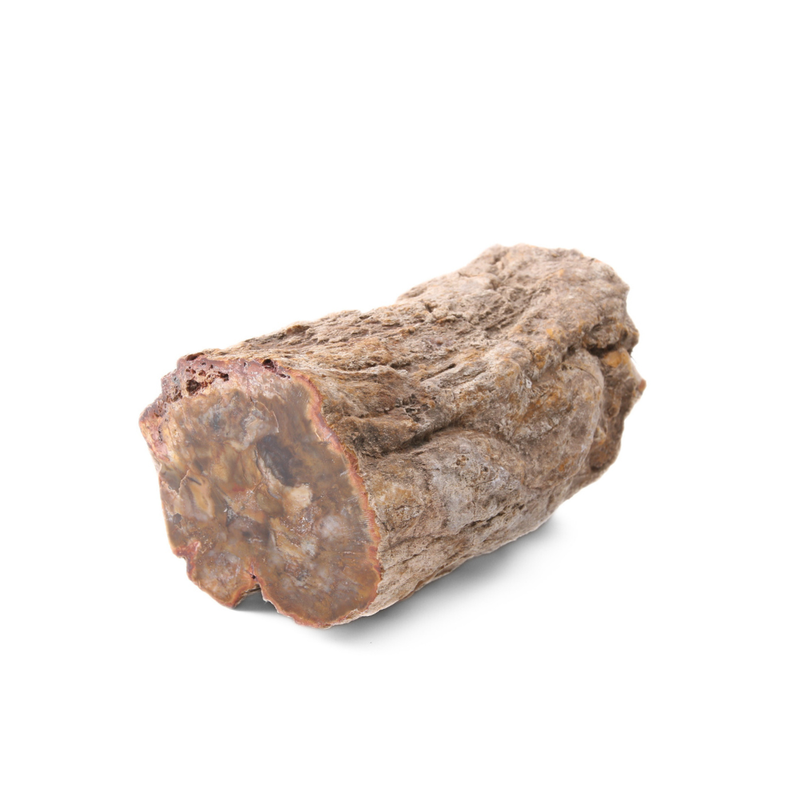 Versteend Hout Stuk - 4