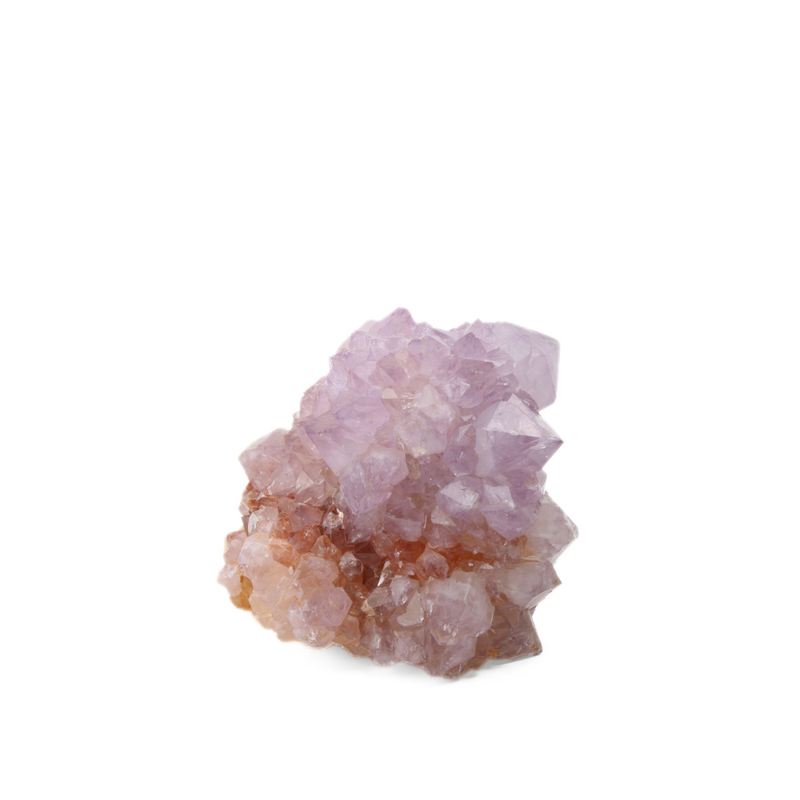 Cactuskwarts ruw - 11