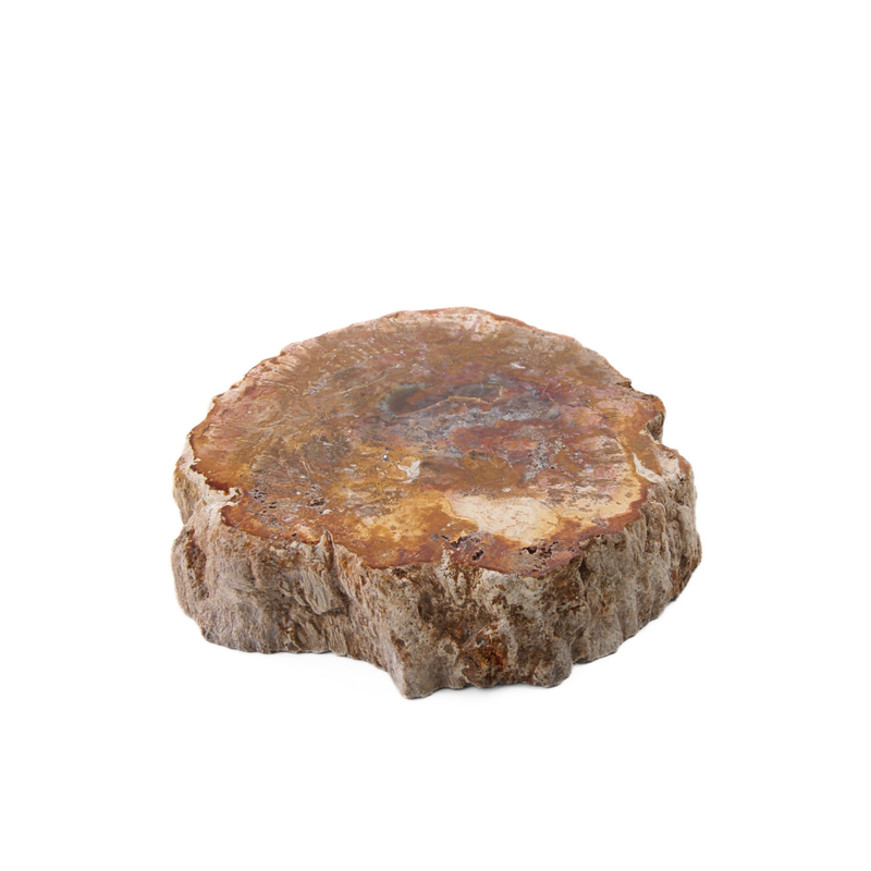 Versteend Hout Schijf - 5