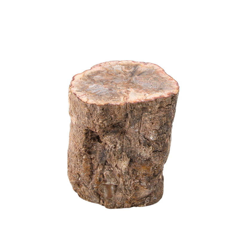 Versteend Hout Stuk - 12