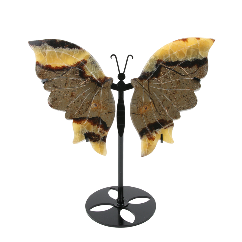 Vlinder Septarien op standaard