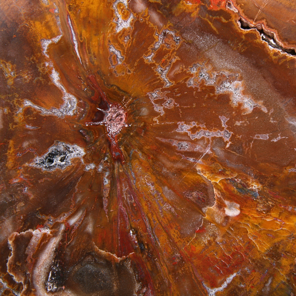 Versteend Hout Schijf - 13