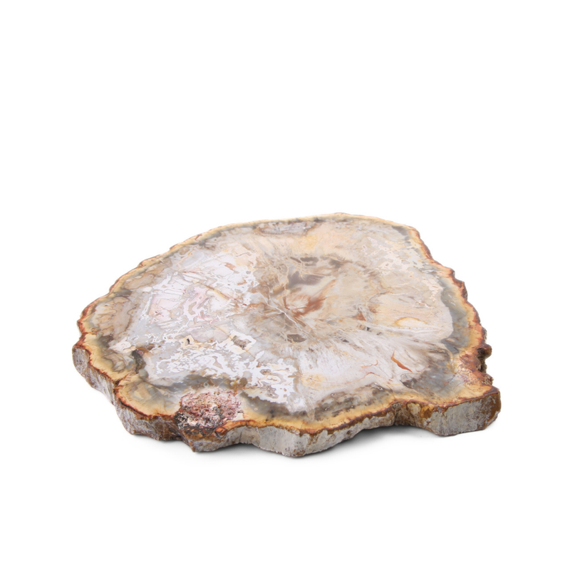 Versteend Hout Schijf - 10