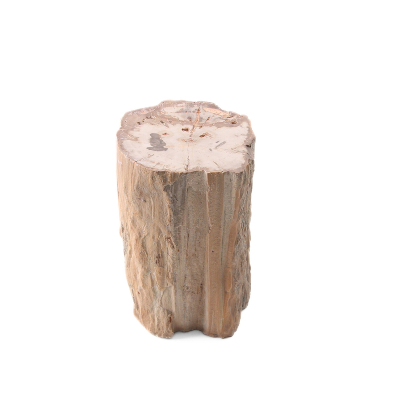 Versteend Hout Stuk - 5
