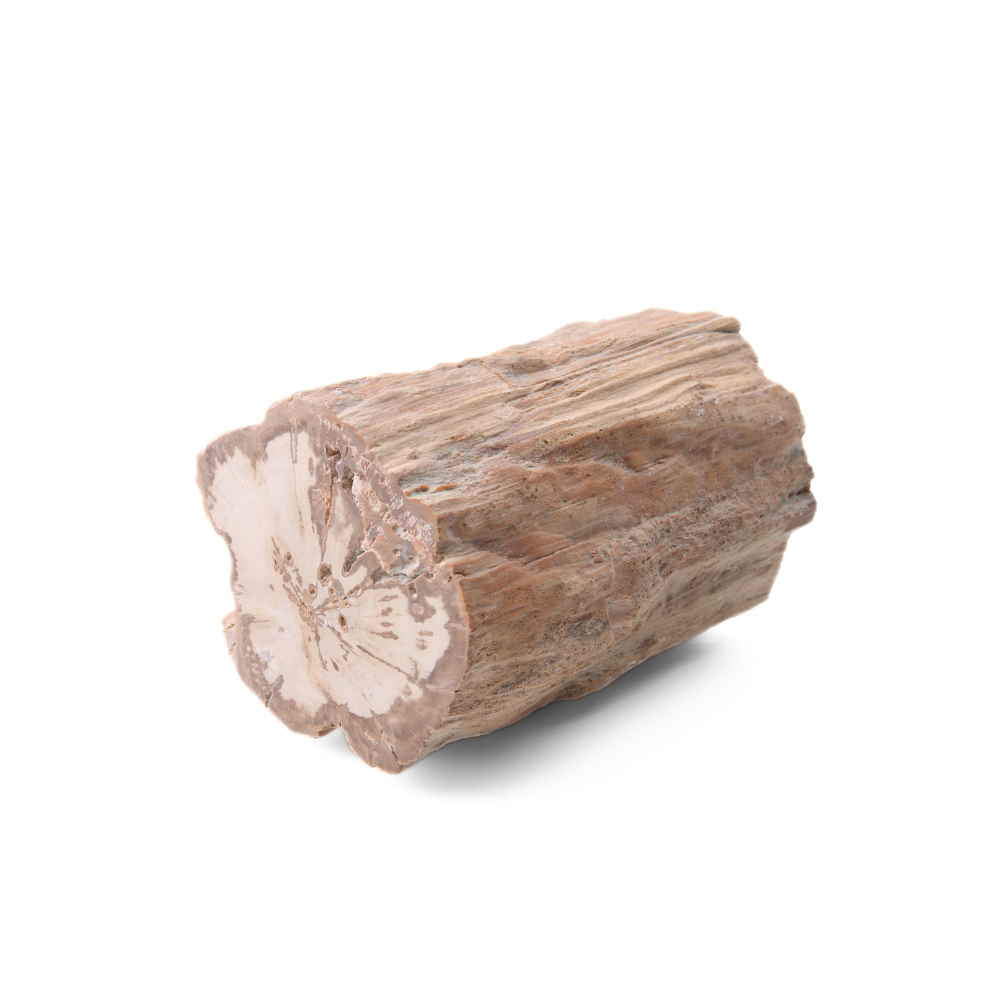 Versteend Hout Stuk - 5