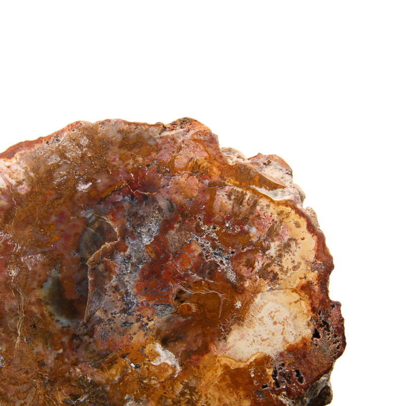 Versteend Hout Schijf - 5