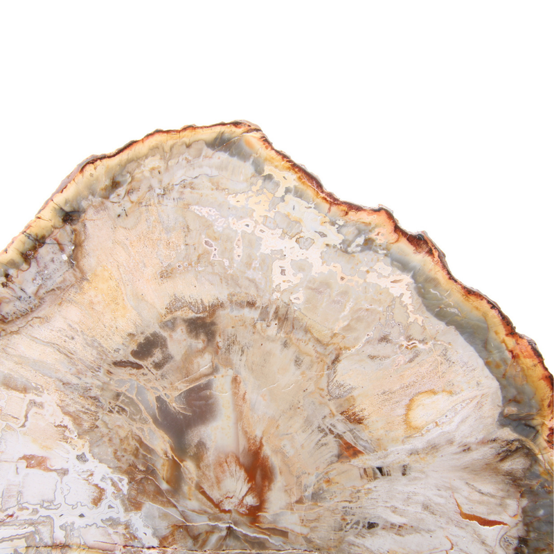 Versteend Hout Schijf - 10