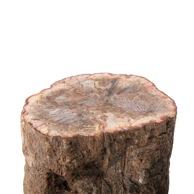 Versteend Hout Stuk - 12