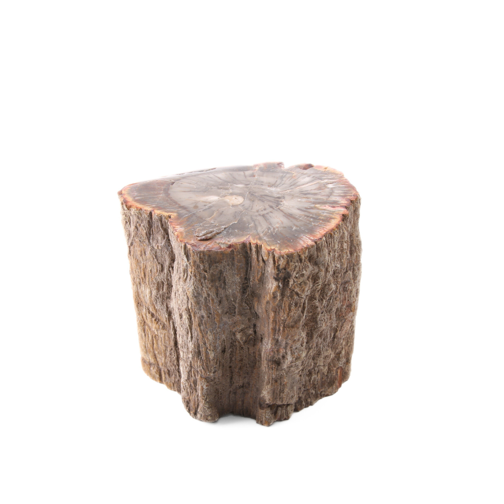 Versteend Hout Stuk - 6