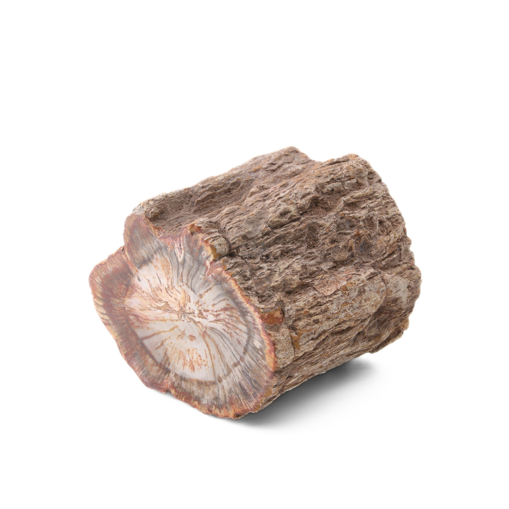 Versteend Hout Stuk - 6