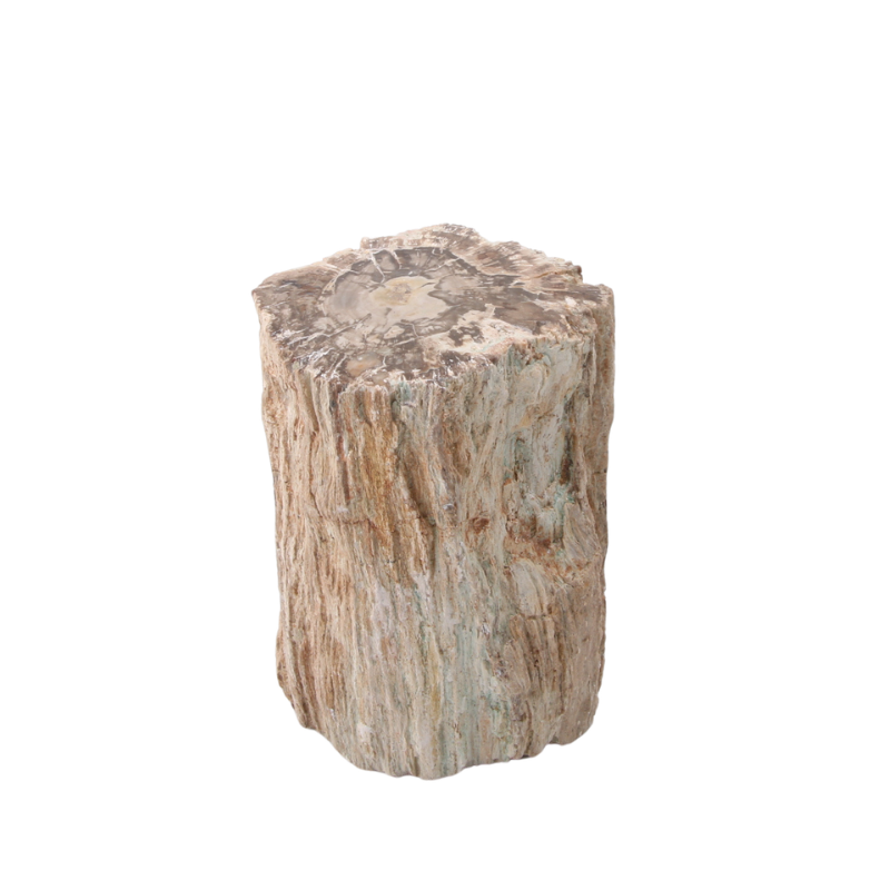 Versteend Hout Stuk - 13