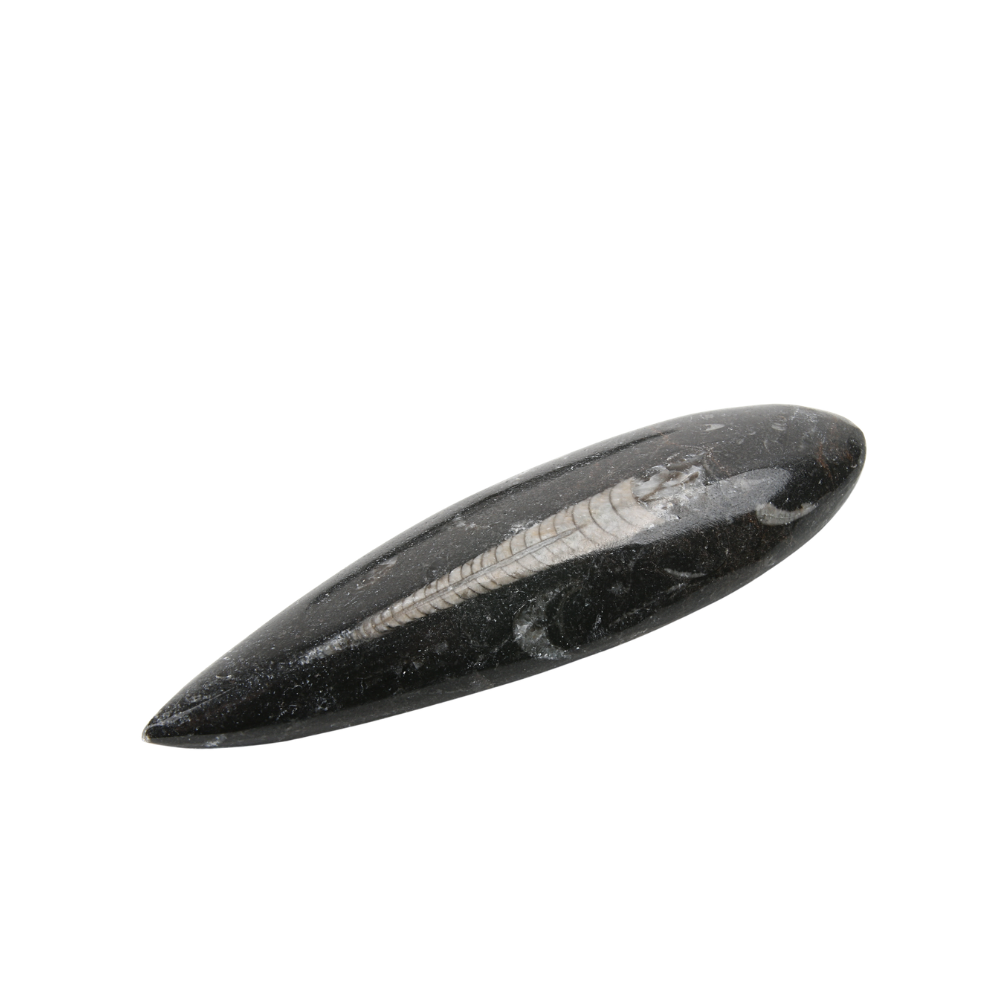 Orthoceras Punt gepolijst