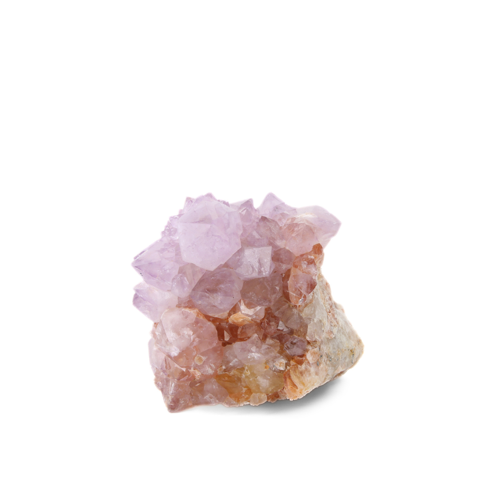 Cactuskwarts ruw - 11