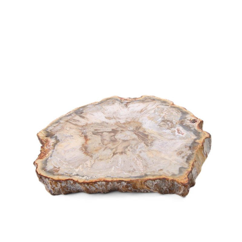 Versteend Hout Schijf - 11