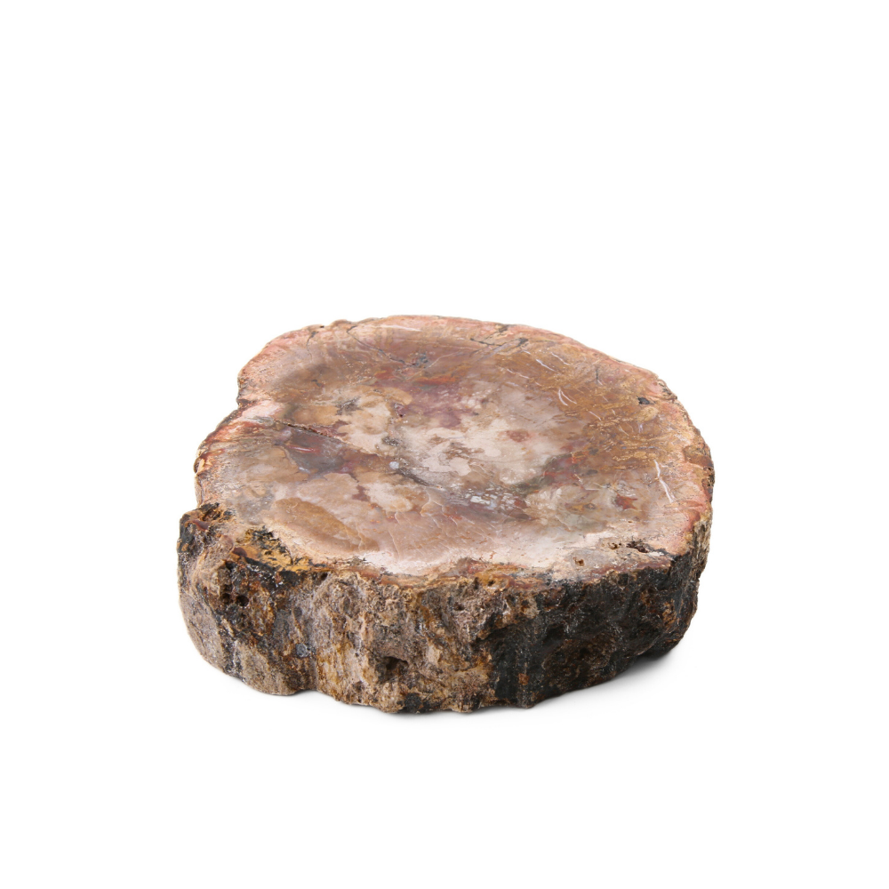 Versteend Hout Schijf - 6