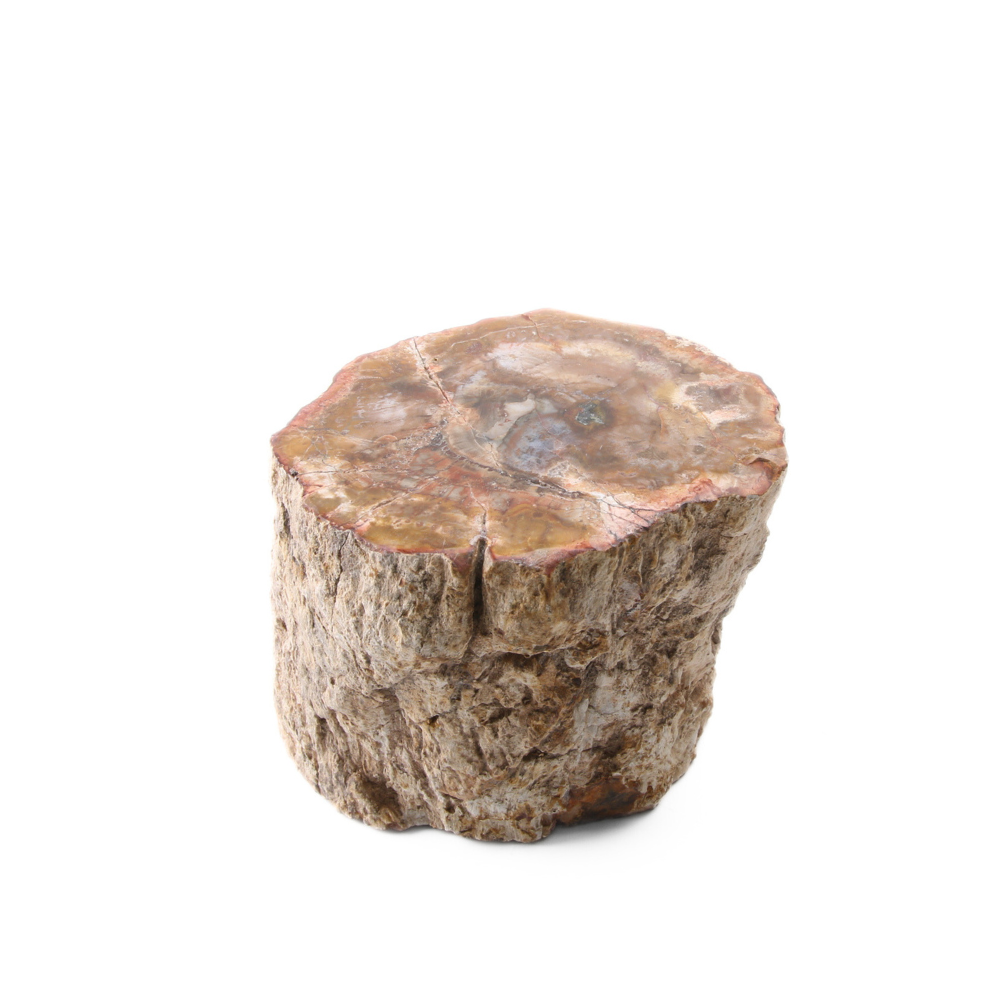 Versteend Hout Stuk - 7