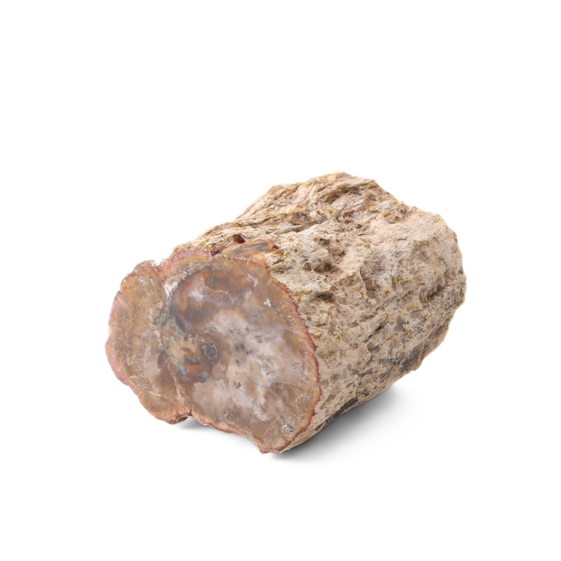 Versteend Hout Stuk - 7