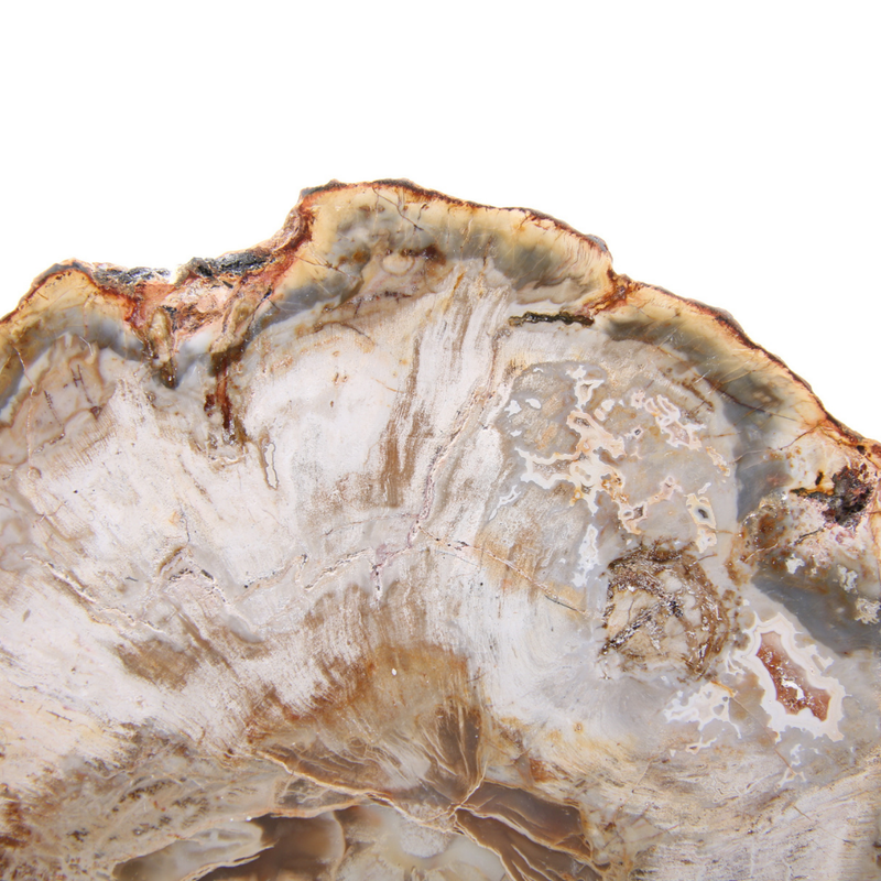 Versteend Hout Schijf - 11