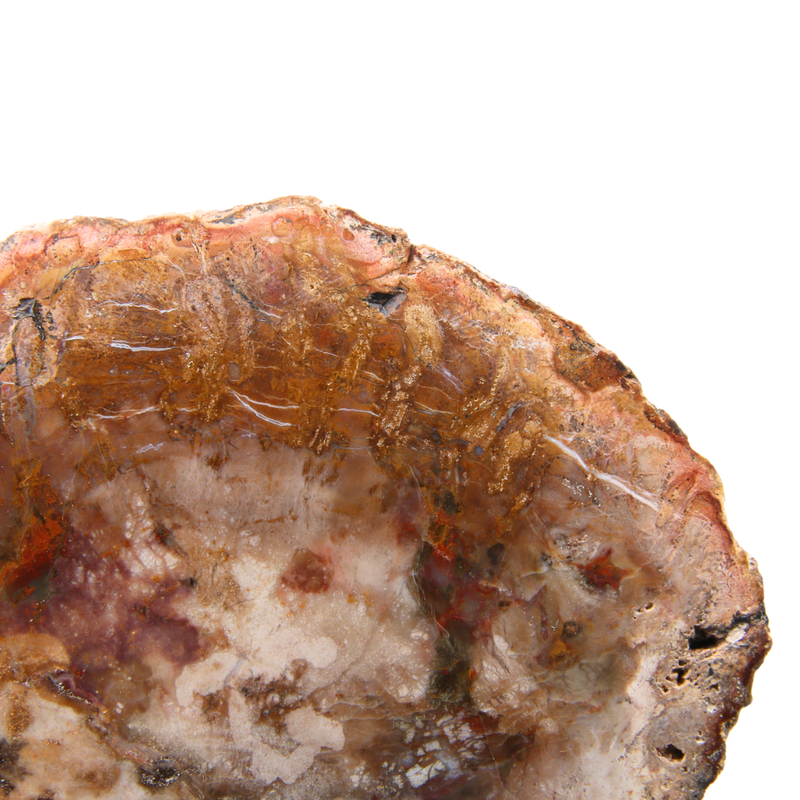 Versteend Hout Schijf - 6