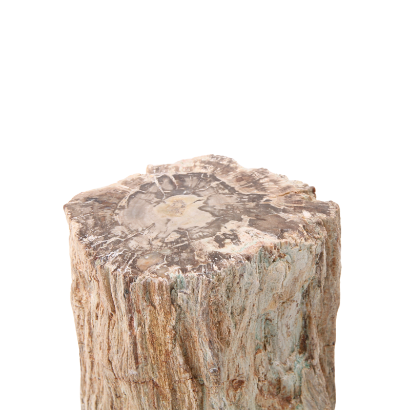 Versteend Hout Stuk - 13