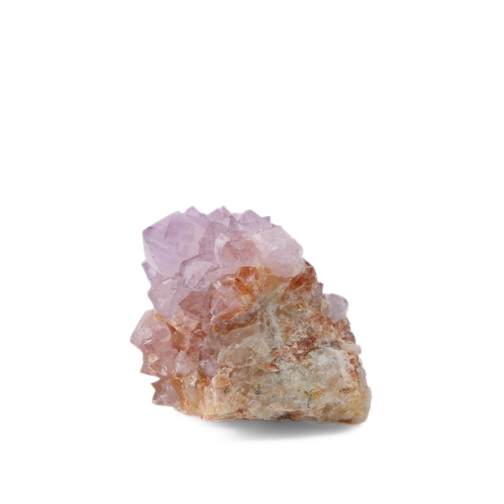 Cactuskwarts ruw - 11