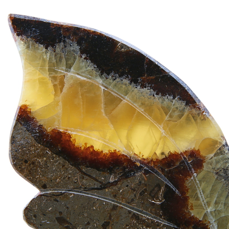 Vlinder Septarien op standaard