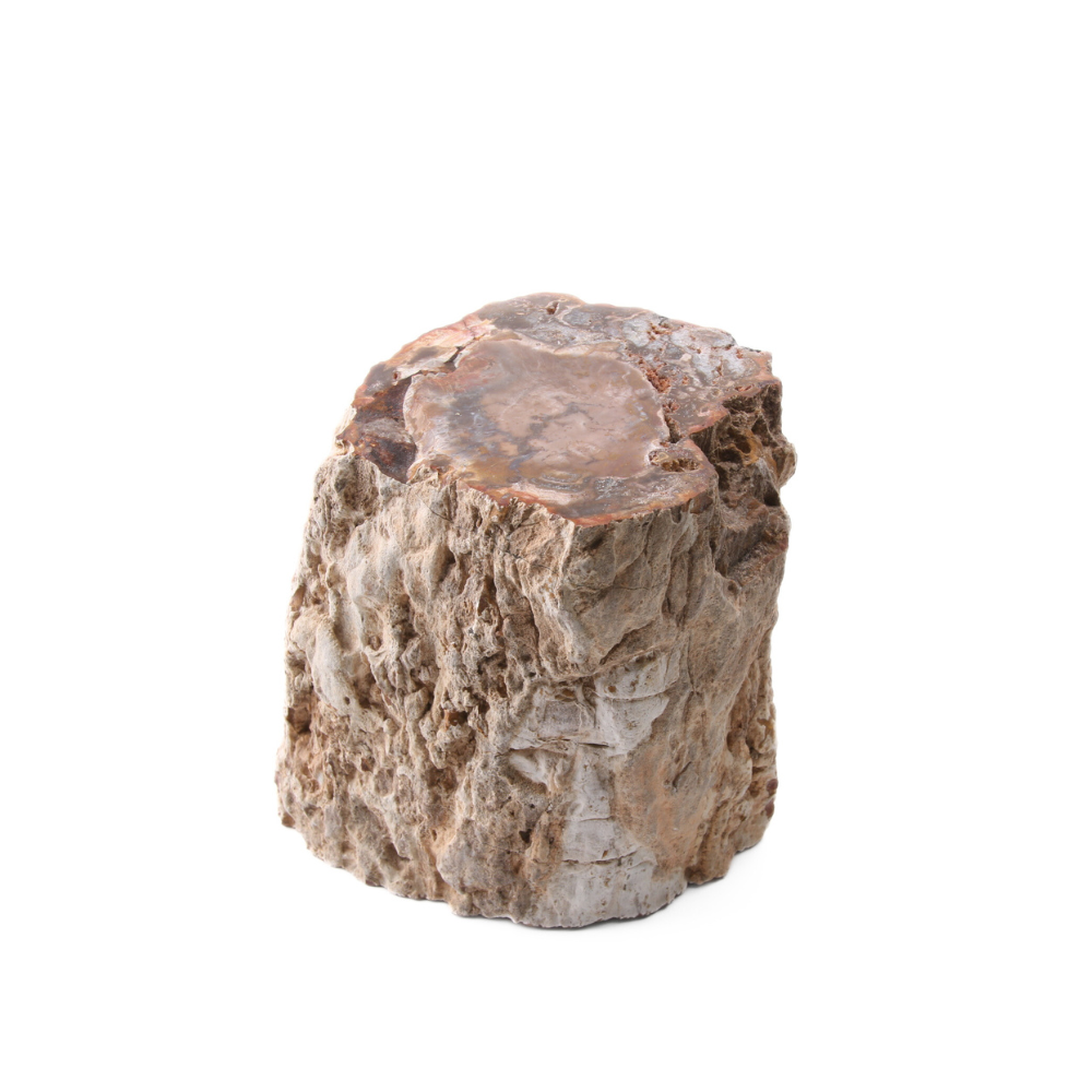 Versteend Hout Stuk - 8