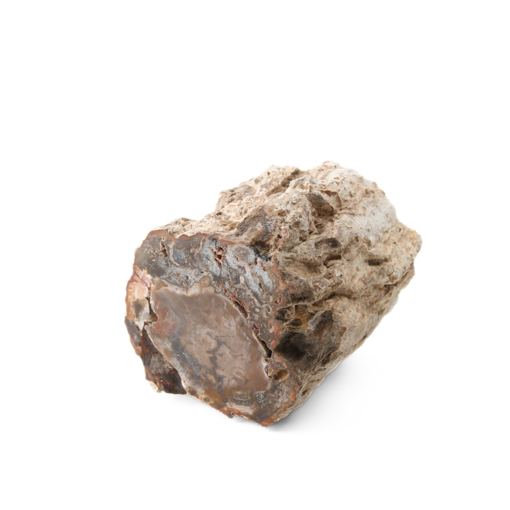 Versteend Hout Stuk - 8