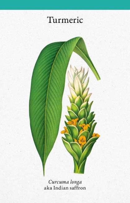 Cabinet Full of Medicinal Plants