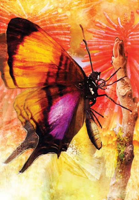 Butterfly Transformations 2ND