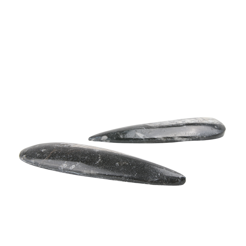 Orthoceras Punt gepolijst