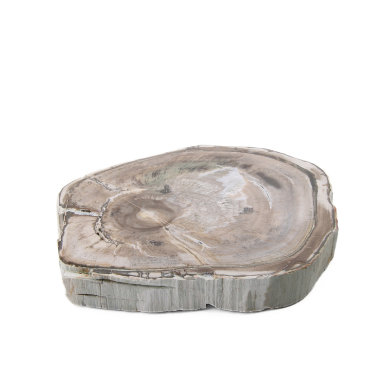 Versteend Hout Schijf - 12