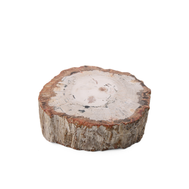 Versteend Hout Schijf - 7