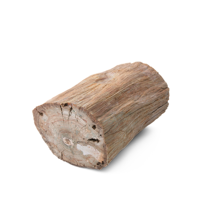 Versteend Hout Stuk - 9