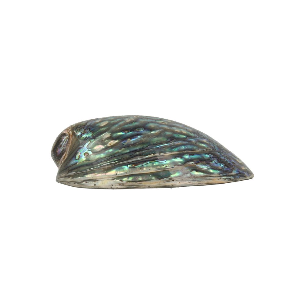 Smudge abalone schelp 12 -14 cm gepolijst