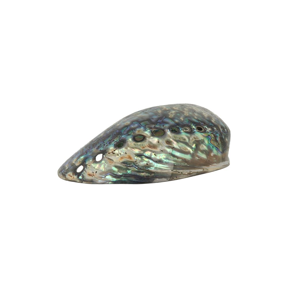 Smudge abalone schelp 12 -14 cm gepolijst