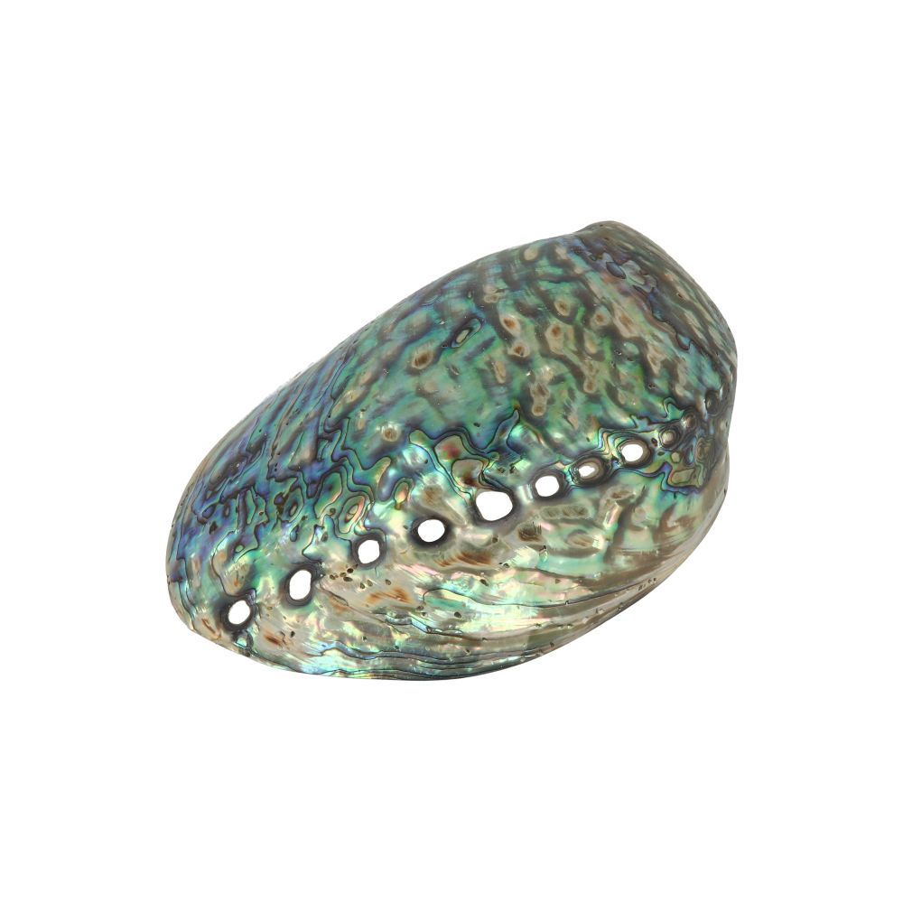 Smudge abalone schelp 12 -14 cm gepolijst