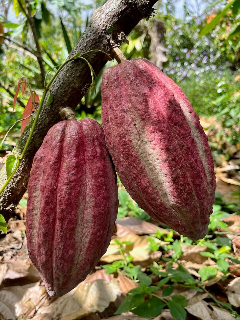 Pure Kakaw - Matagalpa: 100% cacao uit Nicaragua