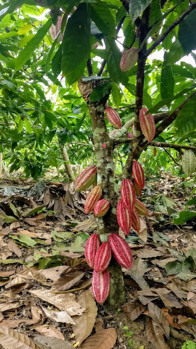 Pure Kakaw - Cahabón: 100% cacao uit Guatemala