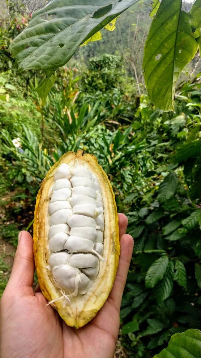 Pure Kakaw - Cahabón: 100% cacao uit Guatemala