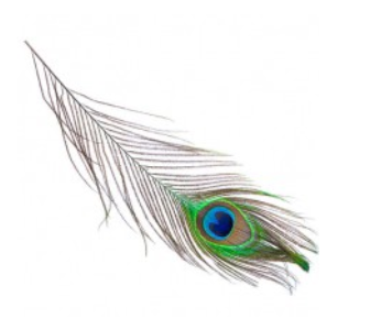 Pauwenveer 40-50 cm