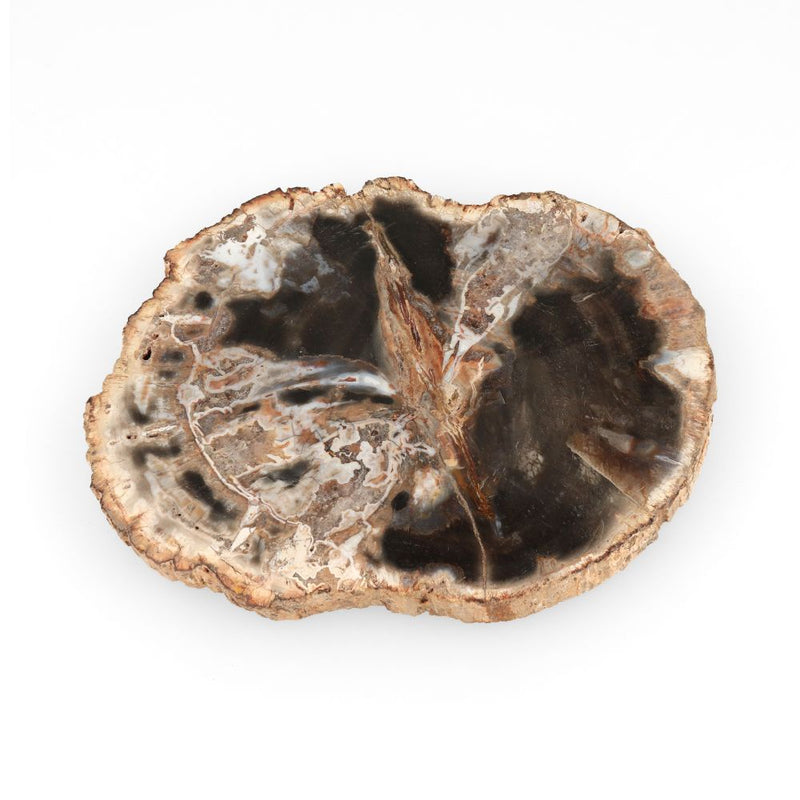 Versteend Hout Schijf - 17